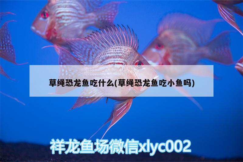 草繩恐龍魚吃什么(草繩恐龍魚吃小魚嗎)