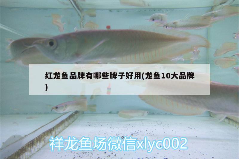 紅龍魚品牌有哪些牌子好用(龍魚10大品牌) 丹頂錦鯉魚