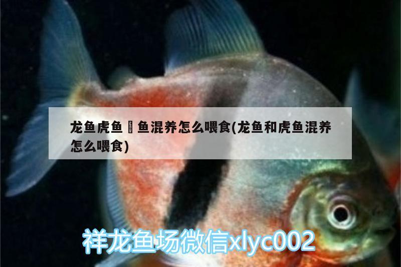 龍魚虎魚魟魚混養(yǎng)怎么喂食(龍魚和虎魚混養(yǎng)怎么喂食)