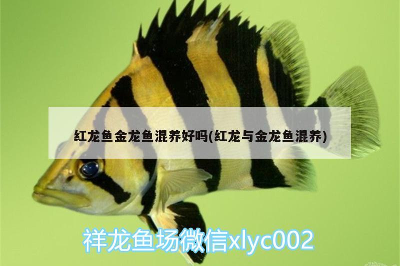 紅龍魚(yú)金龍魚(yú)混養(yǎng)好嗎(紅龍與金龍魚(yú)混養(yǎng))