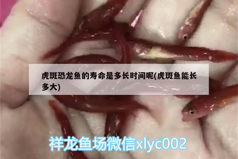 虎斑恐龍魚的壽命是多長時間呢(虎斑魚能長多大) 虎斑恐龍魚