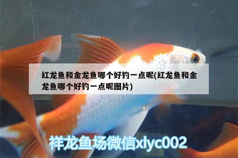 紅龍魚和金龍魚哪個(gè)好釣一點(diǎn)呢(紅龍魚和金龍魚哪個(gè)好釣一點(diǎn)呢圖片) 垂釣樂園