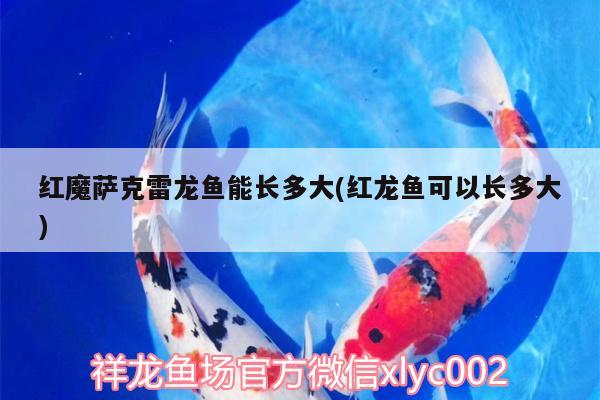 紅魔薩克雷龍魚能長多大(紅龍魚可以長多大) 祥禾Super Red紅龍魚