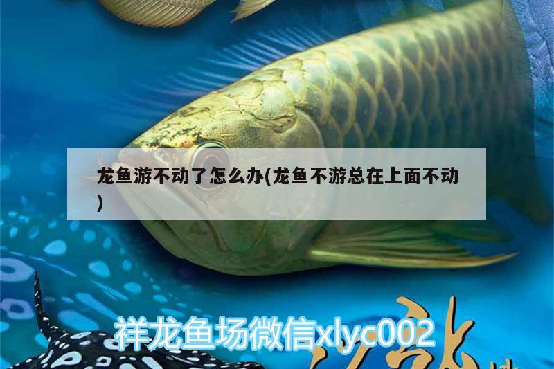 龍魚游不動了怎么辦(龍魚不游總在上面不動)