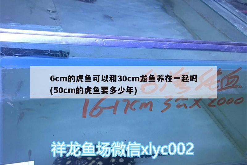 6cm的虎魚可以和30cm龍魚養(yǎng)在一起嗎(50cm的虎魚要多少年) 虎魚百科