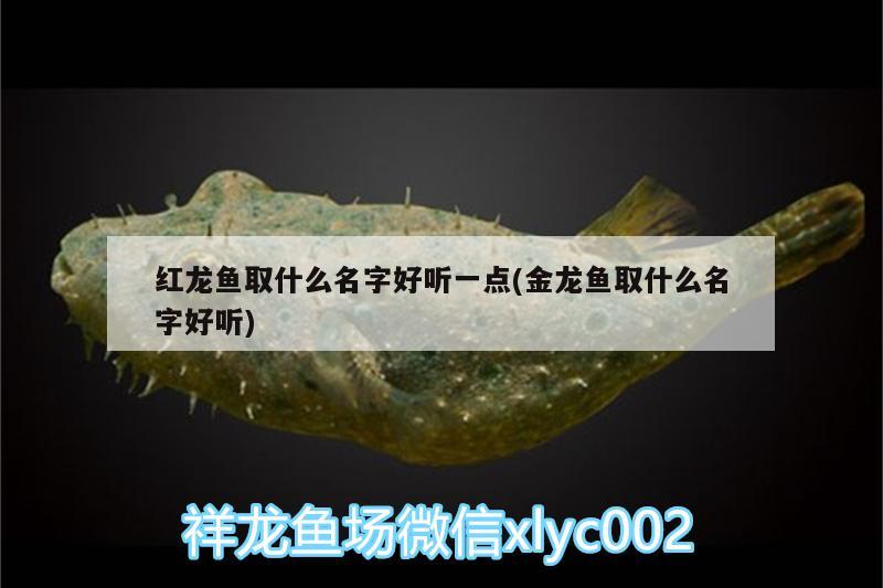 紅龍魚(yú)取什么名字好聽(tīng)一點(diǎn)(金龍魚(yú)取什么名字好聽(tīng))