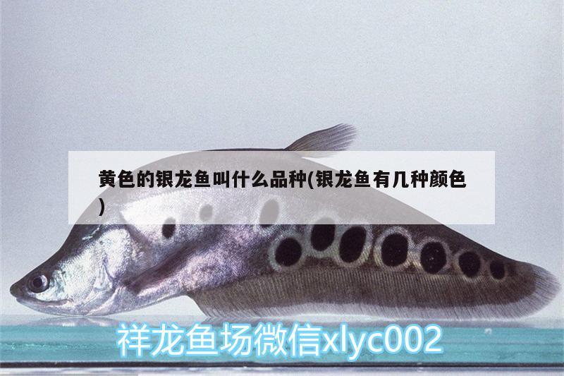 黃色的銀龍魚叫什么品種(銀龍魚有幾種顏色) 銀龍魚百科