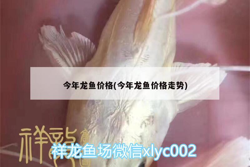 今年龍魚(yú)價(jià)格(今年龍魚(yú)價(jià)格走勢(shì)) 觀賞魚(yú)市場(chǎng)（混養(yǎng)魚(yú)）