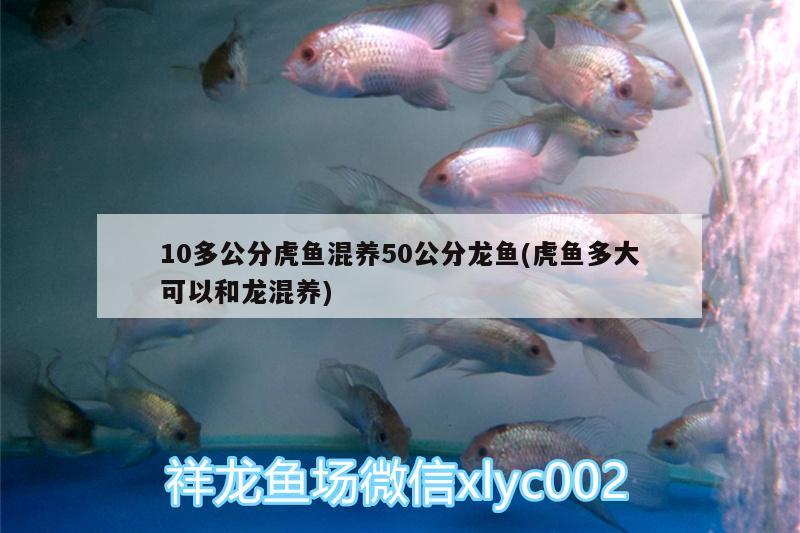 10多公分虎魚混養(yǎng)50公分龍魚(虎魚多大可以和龍混養(yǎng))