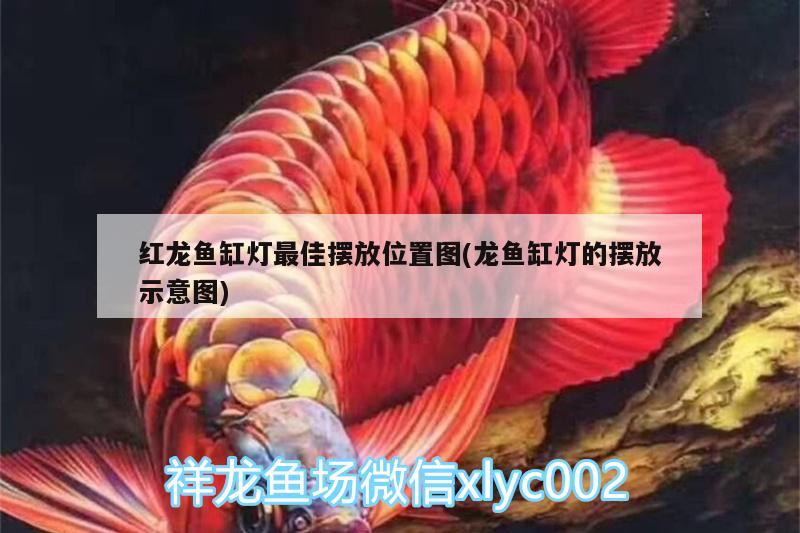 紅龍魚缸燈最佳擺放位置圖(龍魚缸燈的擺放示意圖)