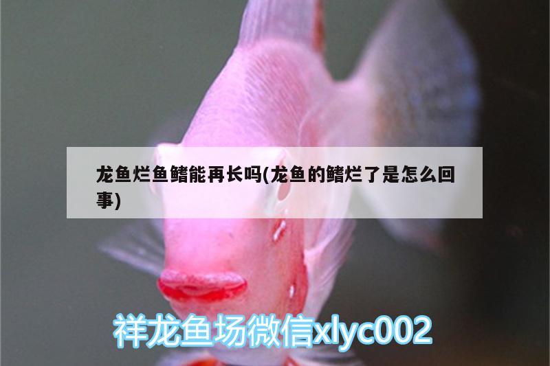 龍魚爛魚鰭能再長嗎(龍魚的鰭爛了是怎么回事) 肺魚