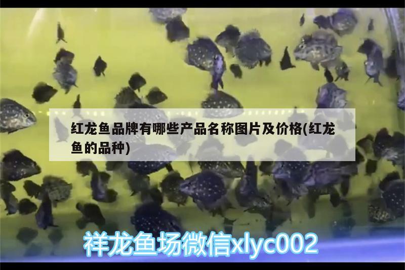 再問一下這是什么紐扣 觀賞魚論壇 第2張