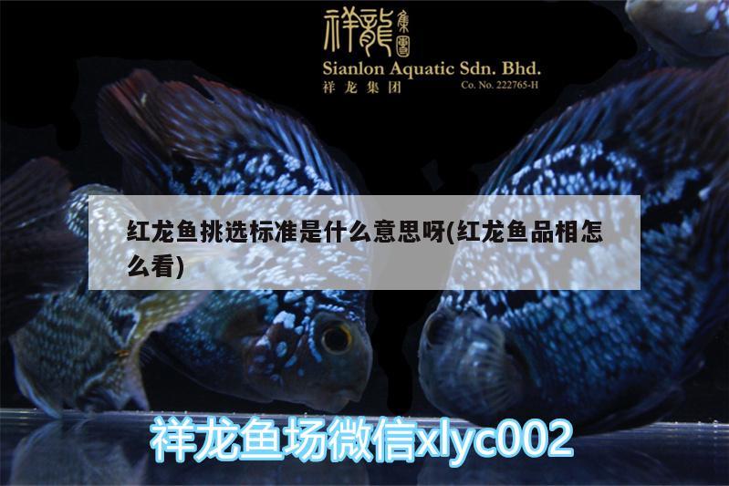 紅龍魚挑選標準是什么意思呀(紅龍魚品相怎么看)