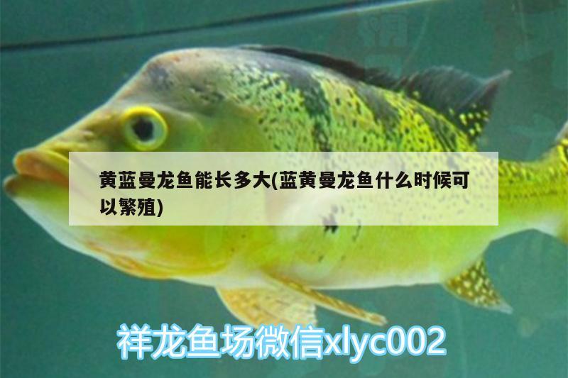 黃藍(lán)曼龍魚能長(zhǎng)多大(藍(lán)黃曼龍魚什么時(shí)候可以繁殖)