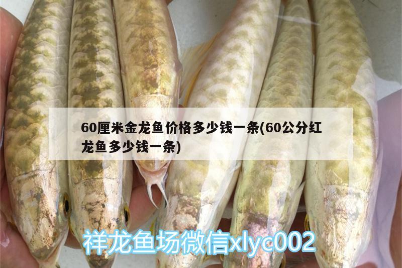 60厘米金龍魚價格多少錢一條(60公分紅龍魚多少錢一條)