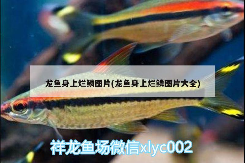 龍魚身上爛鱗圖片(龍魚身上爛鱗圖片大全) 帝王迷宮魚