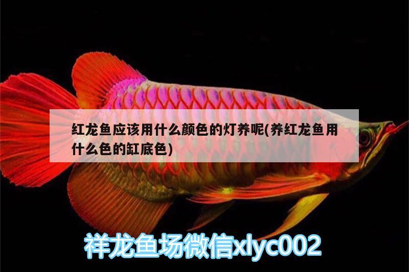 紅龍魚(yú)應(yīng)該用什么顏色的燈養(yǎng)呢(養(yǎng)紅龍魚(yú)用什么色的缸底色)