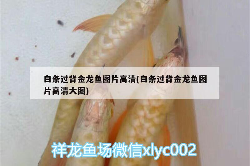 白條過背金龍魚圖片高清(白條過背金龍魚圖片高清大圖)