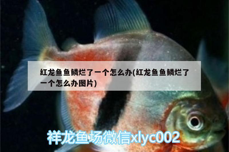 魚缸雜質(zhì)過濾不掉怎么辦妙招(魚缸雜物過濾不出去)