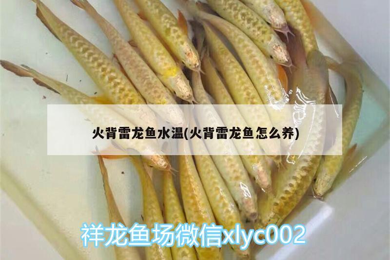 火背雷龍魚水溫(火背雷龍魚怎么養(yǎng))