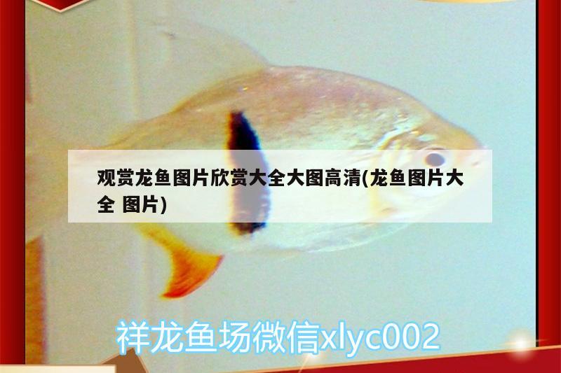 觀賞龍魚圖片欣賞大全大圖高清(龍魚圖片大全圖片) 泰國虎魚（泰虎）