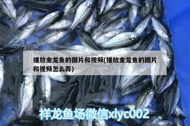 播放金龍魚的圖片和視頻(播放金龍魚的圖片和視頻怎么弄) 黑桃A魚苗