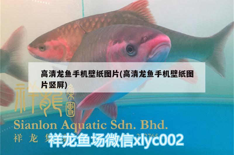 高清龍魚手機壁紙圖片(高清龍魚手機壁紙圖片豎屏)