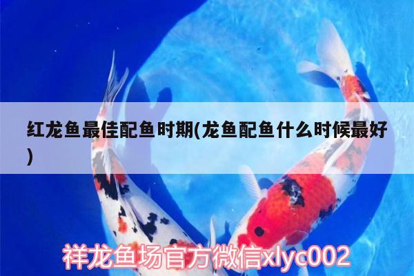 紅龍魚最佳配魚時(shí)期(龍魚配魚什么時(shí)候最好) 帝王迷宮