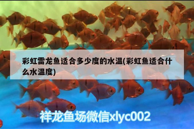 彩虹雷龍魚適合多少度的水溫(彩虹魚適合什么水溫度)