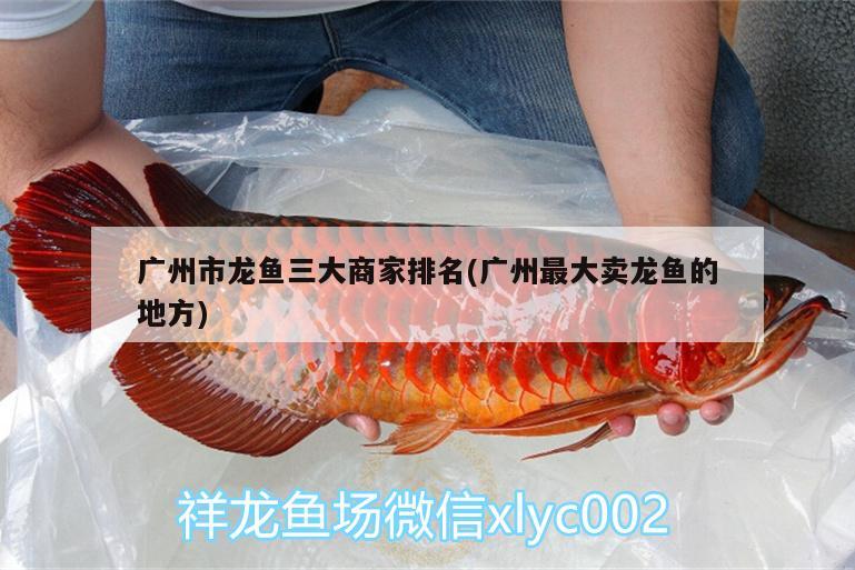 浙江龍魚市場(chǎng)價(jià)格查詢：龍魚批發(fā)價(jià)格