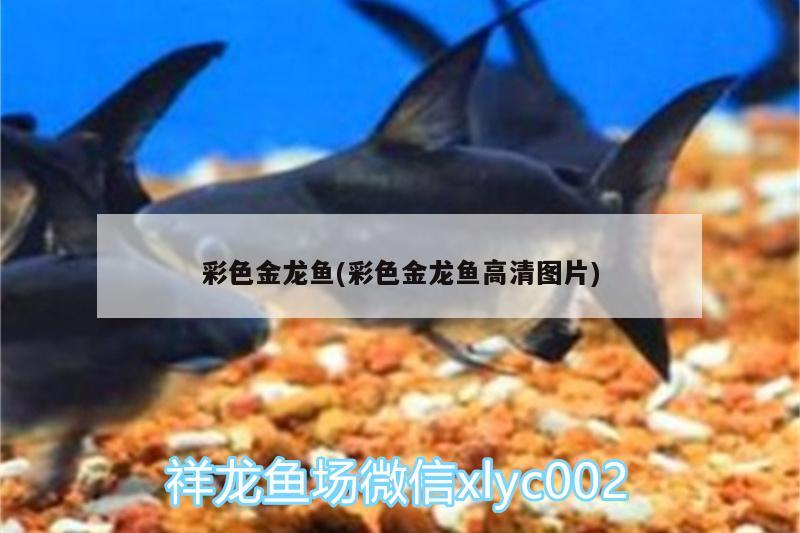 彩色金龍魚(彩色金龍魚高清圖片) 慈雕魚