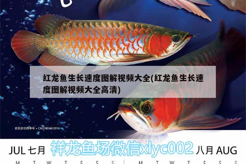 紅龍魚生長(zhǎng)速度圖解視頻大全(紅龍魚生長(zhǎng)速度圖解視頻大全高清) 女王大帆魚苗