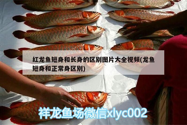 紅龍魚什么底色最好圖片（紅龍魚什么底色最好圖片欣賞）