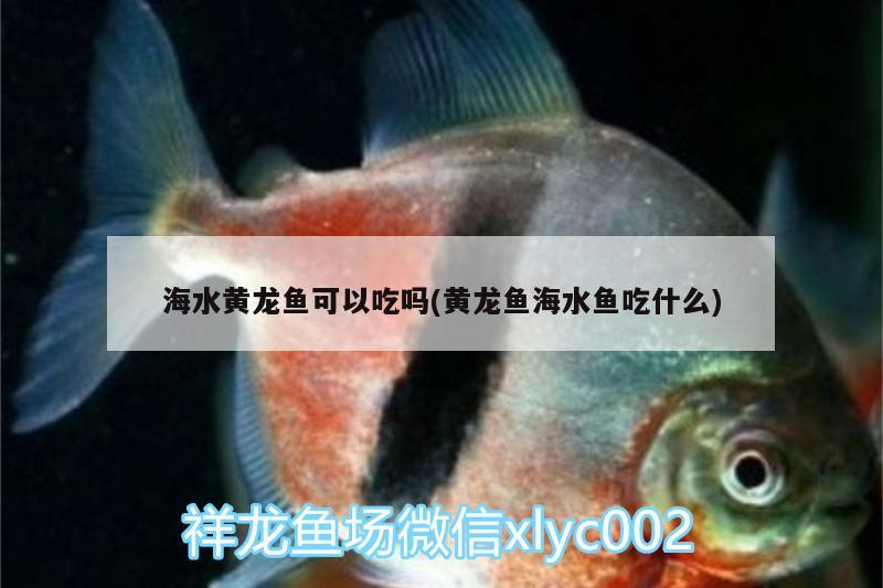 魚缸里有條魚老是咬別的魚尾巴，怎么辦？，錦鯉魚為什么咬別的魚尾巴？ 黃金招財(cái)貓魚 第3張