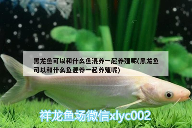 黑龍魚可以和什么魚混養(yǎng)一起養(yǎng)殖呢(黑龍魚可以和什么魚混養(yǎng)一起養(yǎng)殖呢) 魚缸等水族設(shè)備