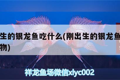 剛出生的銀龍魚吃什么(剛出生的銀龍魚吃什么食物)