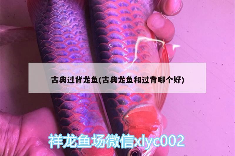 古典過背龍魚(古典龍魚和過背哪個好)