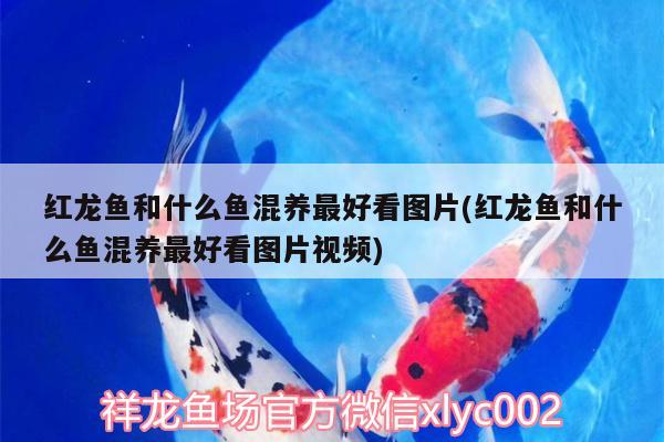 天津花鳥市場（一），2022中環(huán)花鳥魚蟲夜市有嗎2022中環(huán)花鳥魚蟲夜市有嗎 泰龐海蓮魚 第2張