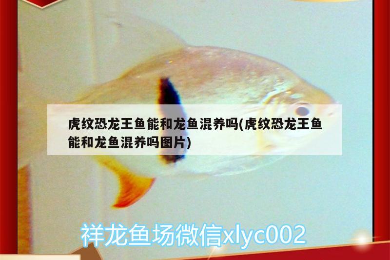 虎紋恐龍王魚能和龍魚混養(yǎng)嗎(虎紋恐龍王魚能和龍魚混養(yǎng)嗎圖片) 恐龍王魚