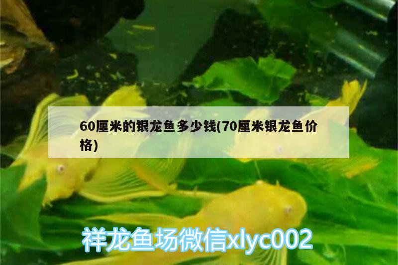 60厘米的銀龍魚(yú)多少錢(70厘米銀龍魚(yú)價(jià)格)