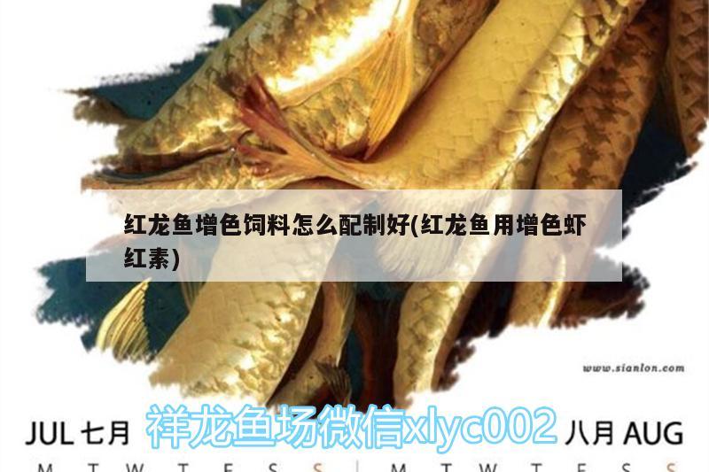 紅龍魚(yú)增色飼料怎么配制好(紅龍魚(yú)用增色蝦紅素) 綠皮皇冠豹魚(yú)