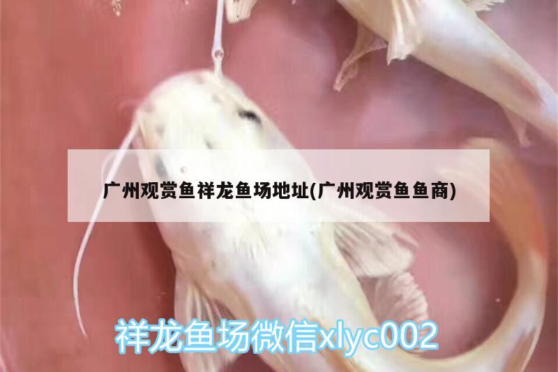 廣州觀賞魚祥龍魚場地址(廣州觀賞魚魚商)