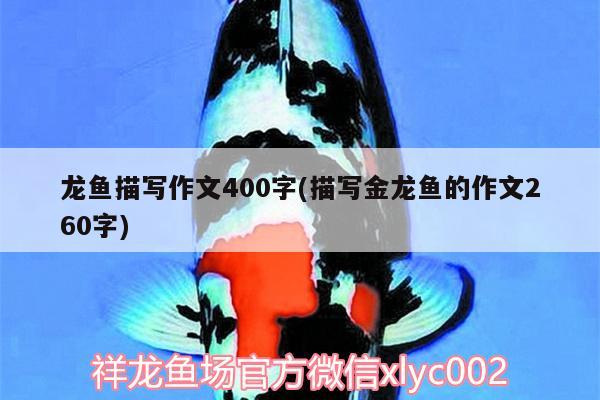 龍魚描寫作文400字(描寫金龍魚的作文260字) 野彩魚