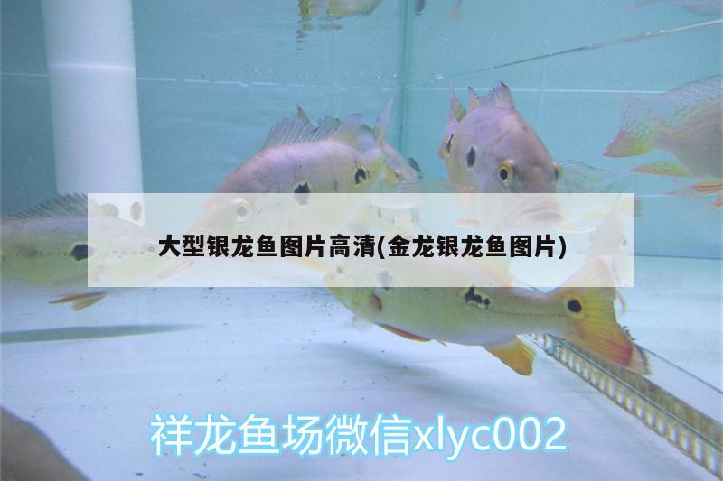 大型銀龍魚(yú)圖片高清(金龍銀龍魚(yú)圖片)