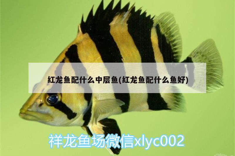 紅龍魚配什么中層魚(紅龍魚配什么魚好) 國產(chǎn)元寶鳳凰魚