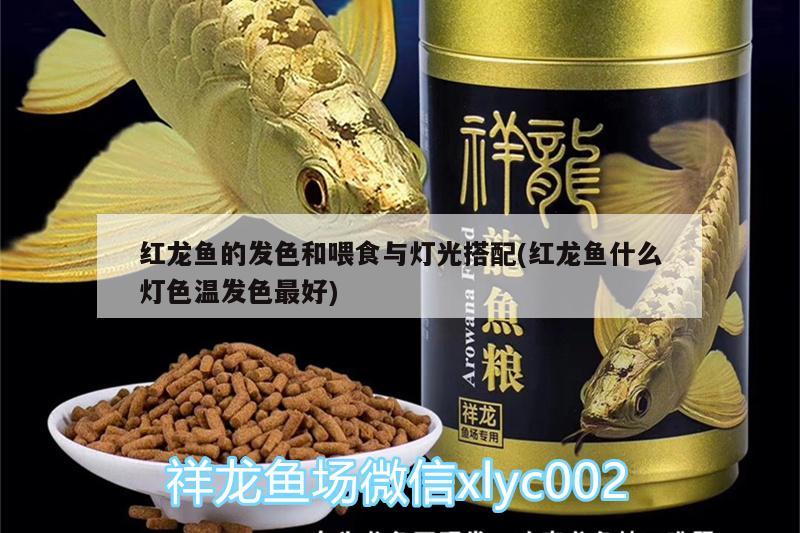 紅龍魚(yú)的發(fā)色和喂食與燈光搭配(紅龍魚(yú)什么燈色溫發(fā)色最好) 黃金達(dá)摩魚(yú)