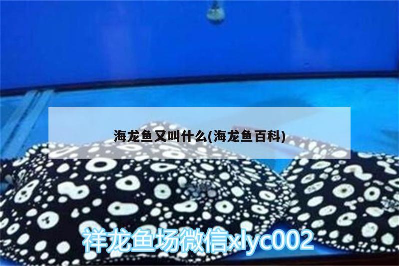 海龍魚又叫什么(海龍魚百科) 福滿鉆魚