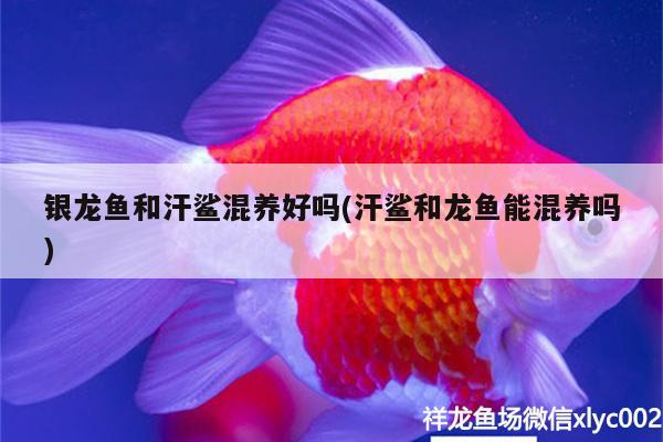 銀龍魚和汗鯊混養(yǎng)好嗎(汗鯊和龍魚能混養(yǎng)嗎) 銀龍魚百科