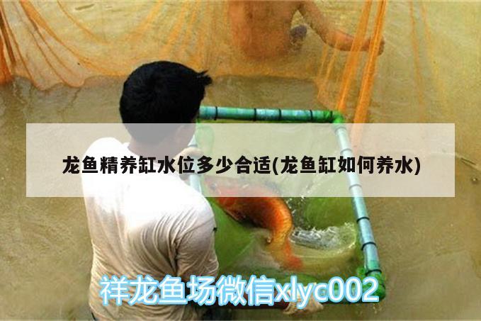 龍魚精養(yǎng)缸水位多少合適(龍魚缸如何養(yǎng)水)