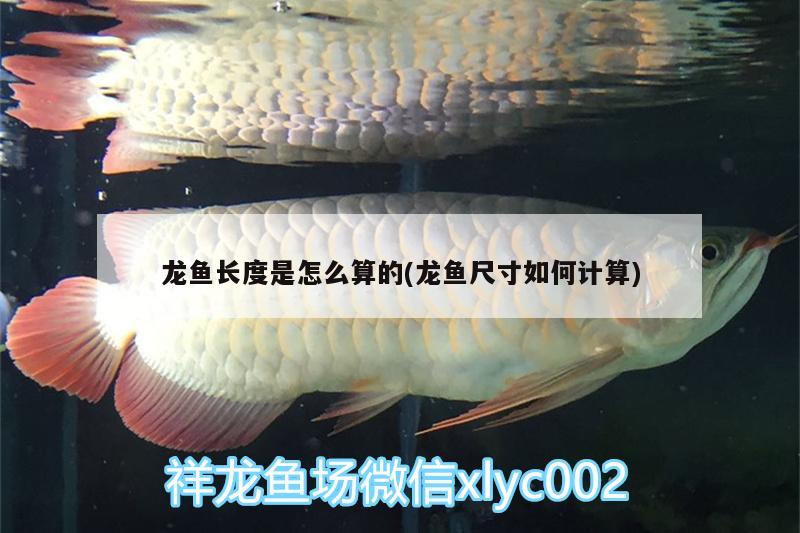 龍魚長度是怎么算的(龍魚尺寸如何計算) 紅尾平克魚